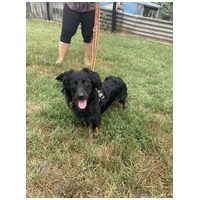 Puszedli, kan kutyus #2