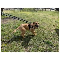 Kelly, 10 hónapos, szuka #2