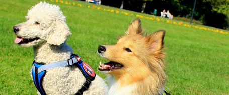 Yutipet RnD párnázott biztonsági kutyahám (Piros)