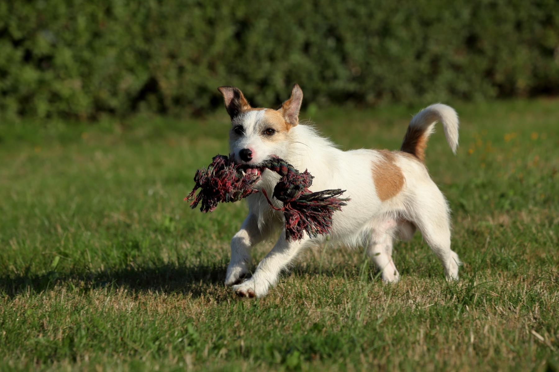 Jack Russell Terrier cu sfoară de ros