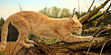 Kaparófák, kaparótáblák és kaparószőnyegek cicáknak