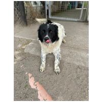 Finn, 1 éves kan #6