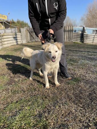 Bella, egy éves, szuka