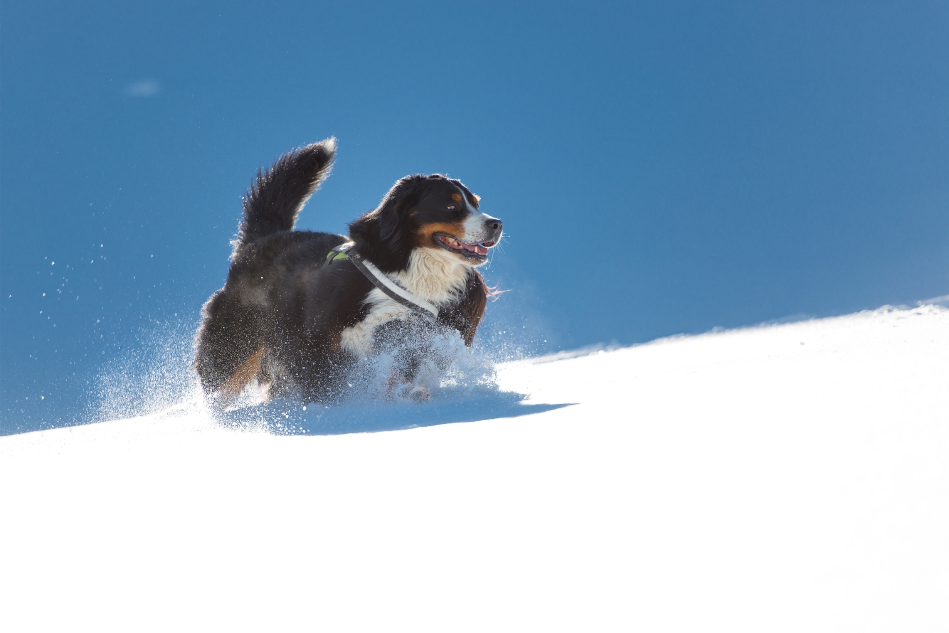 Ciobănesc de Berna aleargă în zăpadă