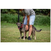 Kópé, 5 éves, 50 cm magas, kan #7