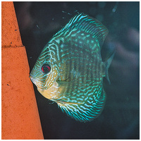 JBL DisCon diszkoszhal ikráztató #2