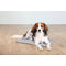 Trixie szürke-fehér csíkos hűsítő matrac kutyáknak | Dizájnos kiegészítő felszerelés a nyári melegben