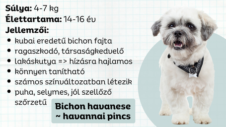 A bichon havanese kutya világhódító útja Kubából