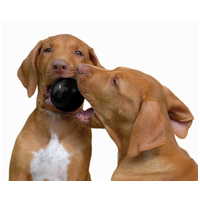 Kong Extreme Ball #10