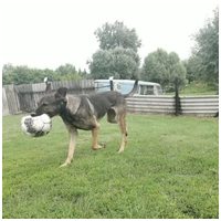 Kajla, 4 éves, 65 cm magas, kan #12