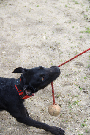 Lilien kutyus gazdit keres