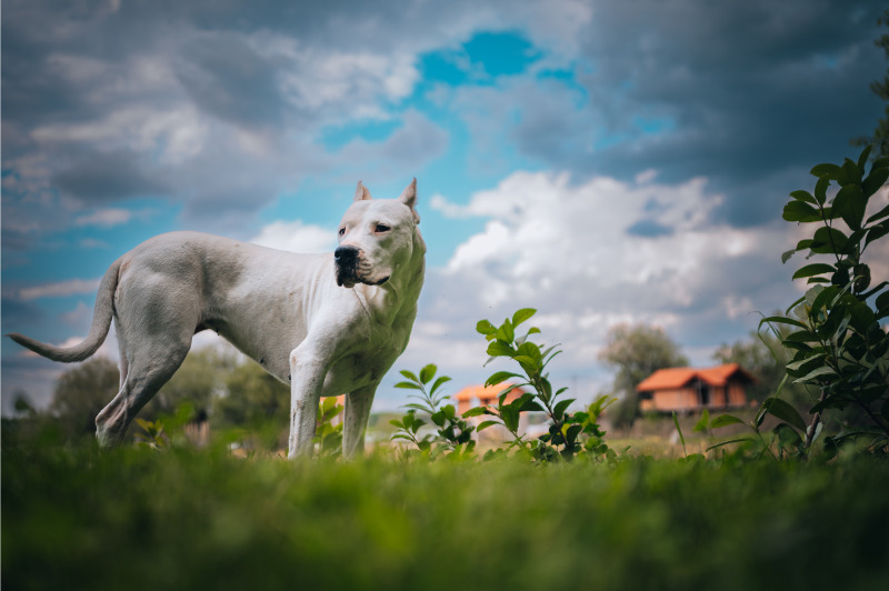 Dogo argentino