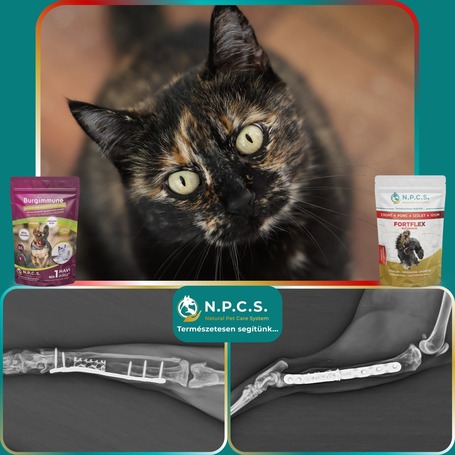 Burgimmune immunerősítő por