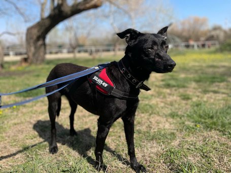 Bogit örökbe fogadták ... aztán visszavitték a menhelyre, a rácsok mögé (Véleménycikk)