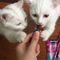 Vitakraft Cat Stick Classic lazacos és pisztrángos halrudak macskáknak