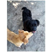 Tappancs, két éves kan #6