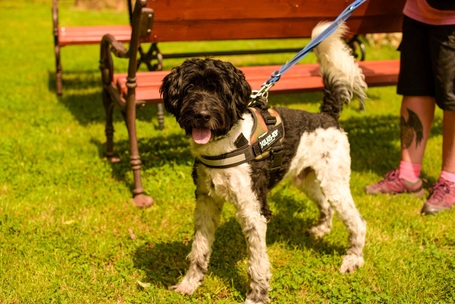 Zénó, 7 éves, ivartalanított kan