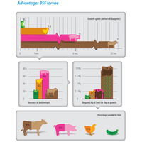 Trovet Dog Hypoallergenic Insect IPD kutyáknak #2