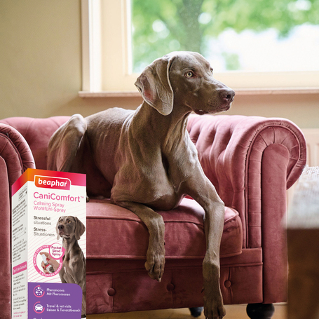 Beaphar CaniComfort feromonos nyugtató spray kutyáknak