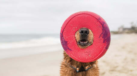 West Paw Seaflex Sailz - Károsanyag-mentes frizbi