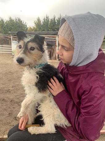 Topi, 10 éves, 44 cm magas, foxi keverék, kan