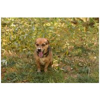 Maci, kilenc éves, kan #2