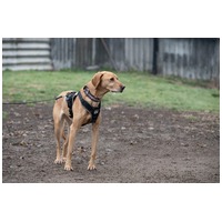 Zsömi lány kutyus gazdit keres #7