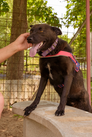 Ében, két éves, szuka