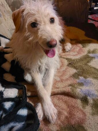 Aranyka, ivartalanított szuka kutyus