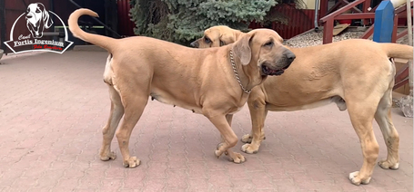 Ismerd meg a Filák rendkívüli világát!