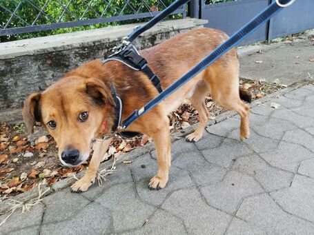 Misi, ivartalanított kan