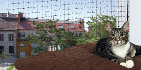 Barangoló macskák a városban