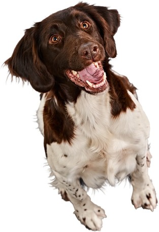 Belcando Mastercraft Fresh Salmon | 80% friss lazacból készült szuperprémium német kutyatáp