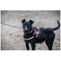 Lilien kutyus gazdit keres #3