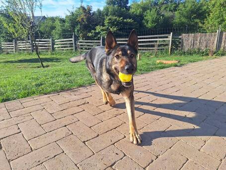 Lady, ivartalanított szuka