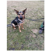 Minerva, 1 éves, németjuhász keverék, szuka #5