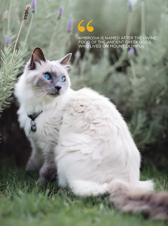 Ambrosia Cat Sterilised GF Fresh Turkey & Herring