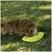 Kong Reflex Flyer #2