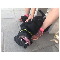 Milo, 3 éves, 53 cm magas,  labrador-bull keverék, kan #2