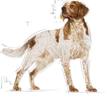 Royal Canin Medium Adult