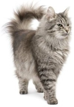 Perzsa macskáknak ajánljuk