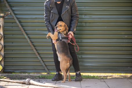 Ranger, ivartalanított kan, 9 éves