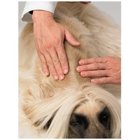 Dermoscent Essential 6 spot-on kutyáknak és kisemlősöknek #7