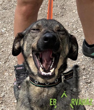 Kópé, 5 éves, 50 cm magas, kan