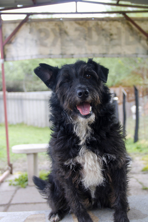 Gáspárka, 6 éves ivartalanított kan