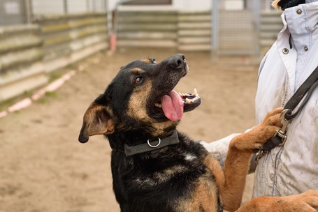 Szultán, négy éves, kan