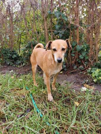 Bubu, 10 éves, szuka