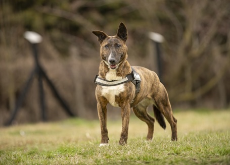 Ariell, 12 éves, 47 cm magas, lány kutya