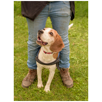 Nacho, 5 éves, beagle keverék, kan #4