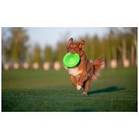 Flyber frizbi kutyáknak #8